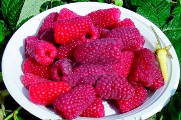 Урожайность