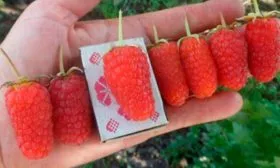 Малина Рубиновый гигант4