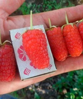 Малина Рубиновый гигант4