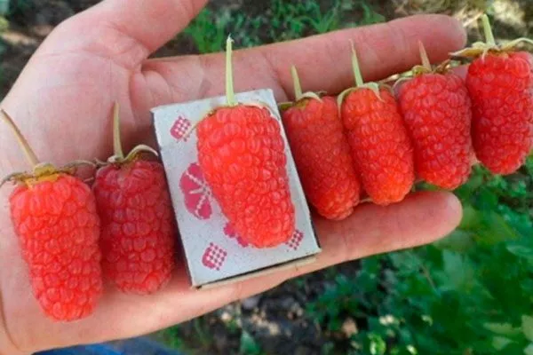 Малина Рубиновый гигант4