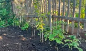 Малина Рубиновый гигант5