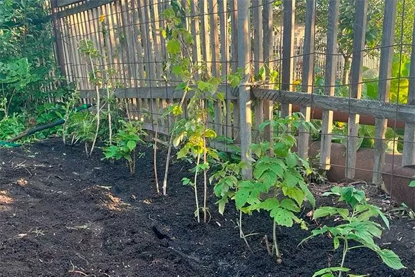 Малина Рубиновый гигант5