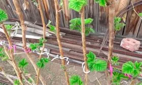 Малина Рубиновый гигант8