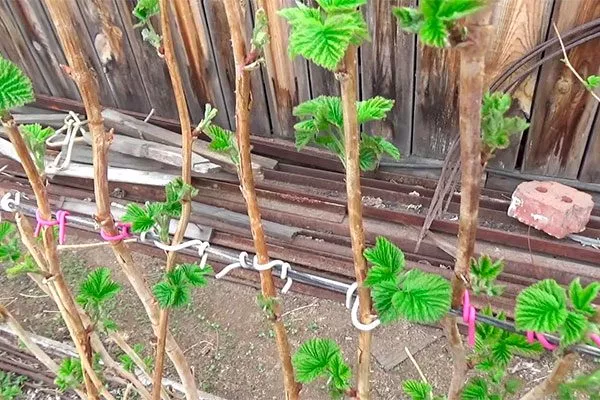 Малина Рубиновый гигант8