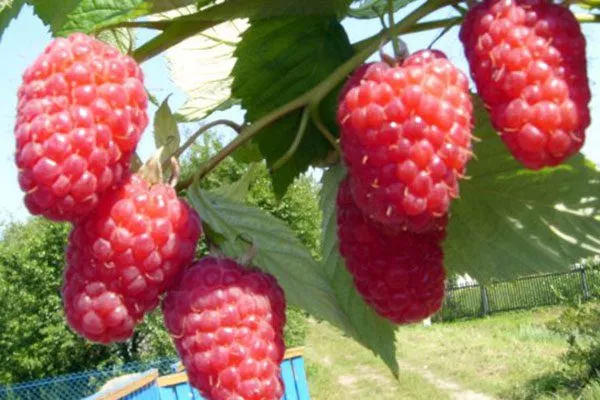 Малина Рубиновый гигант9