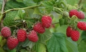 малина Солнышко