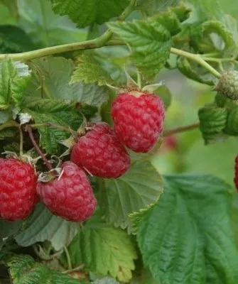 малина Солнышко