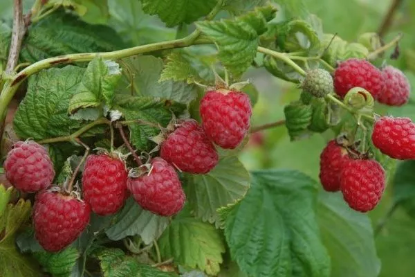 малина Солнышко