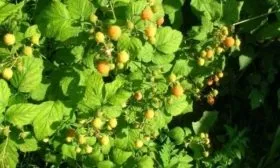 малина сорта Анна