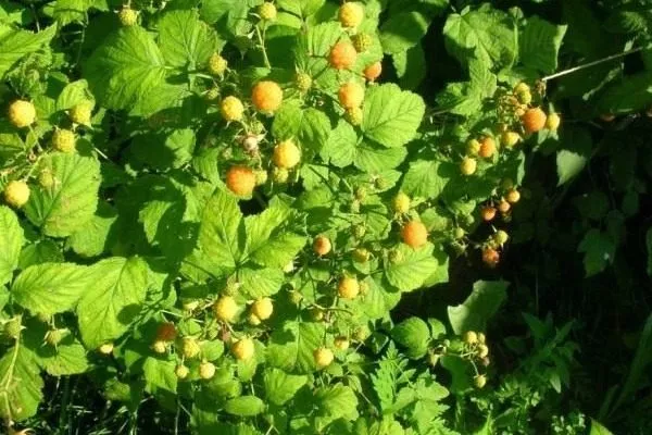 малина сорта Анна