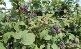 малина сорта Блэк Джевел