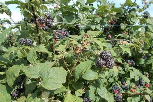 малина сорта Блэк Джевел