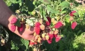 малина сорта Брянское диво