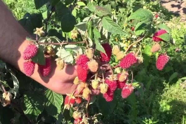 малина сорта Брянское диво