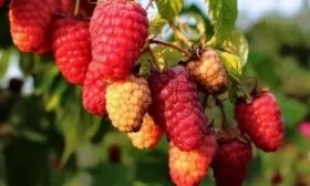 малина сорта Каскад Делайт