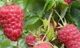 малина сорта Красная Гвардия