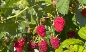 малина сорта Красная королева