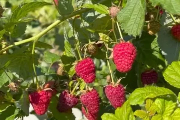 малина сорта Красная королева