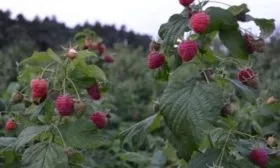 малина сорта Полана