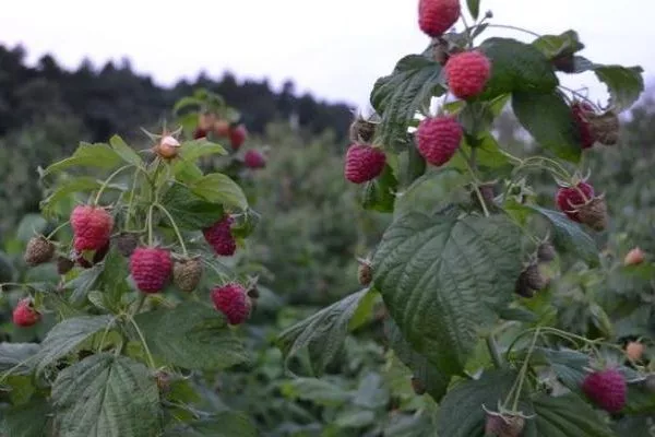 малина сорта Полана