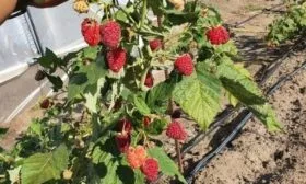 малина сорта Самохвал