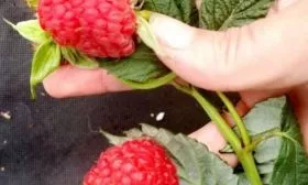 малина сорта Татьяна