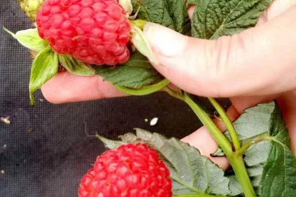 малина сорта Татьяна