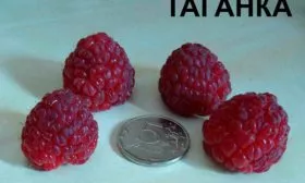 Вес ягод