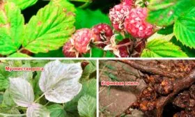 Болезни малины