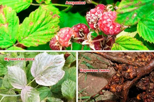 Болезни малины