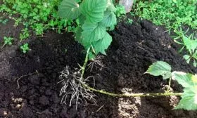 Размножение