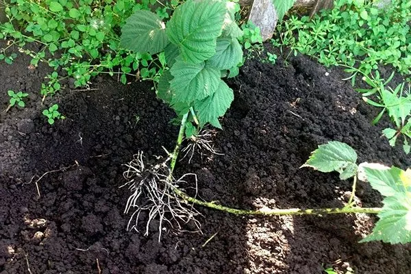 Размножение