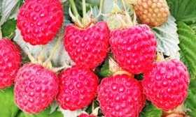 История селекции