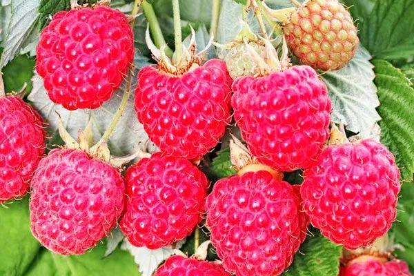 История селекции