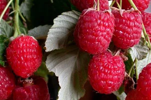 Характеристики