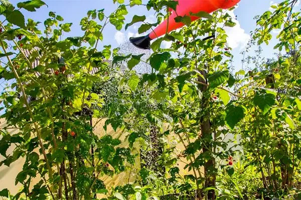 Полив малины