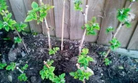 Посадка малины