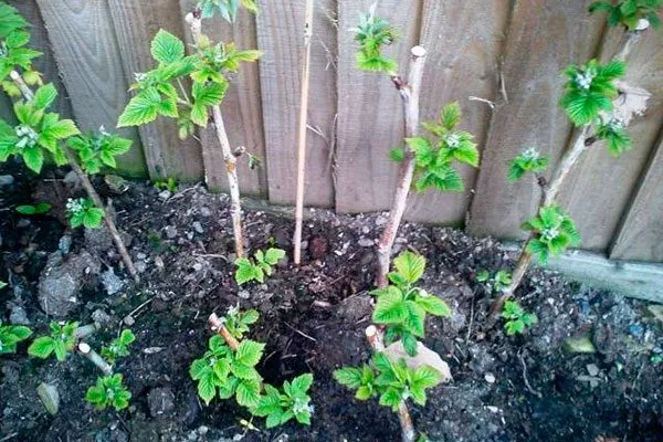 Посадка малины