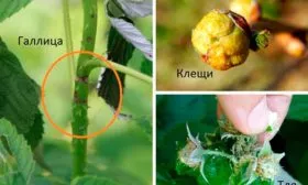 вредители малины