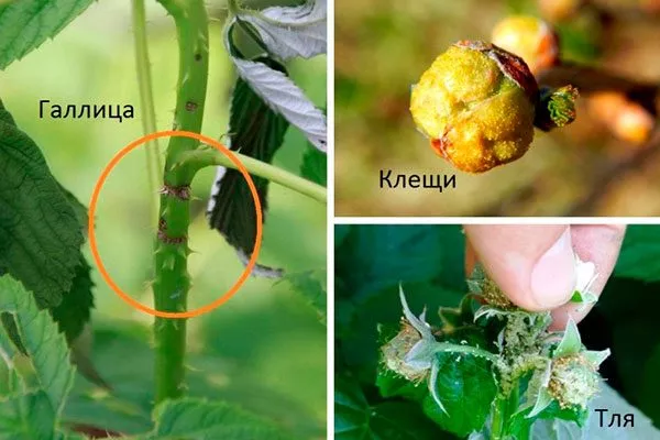 вредители малины