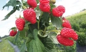 малина Татьяна