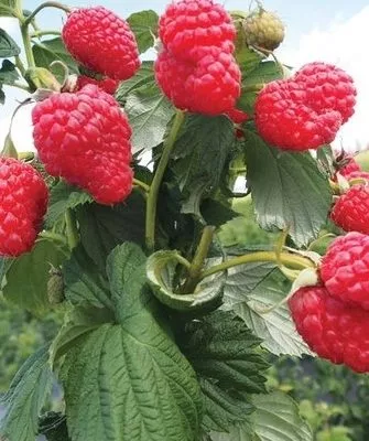 малина Татьяна