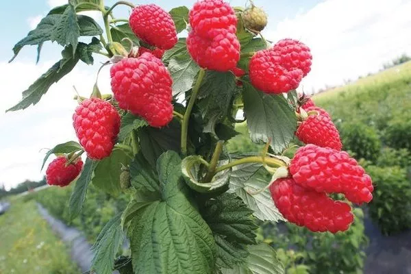 малина Татьяна