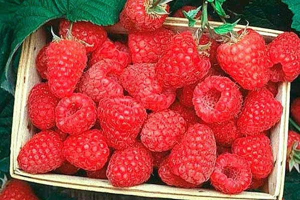 Урожай малины Краса России