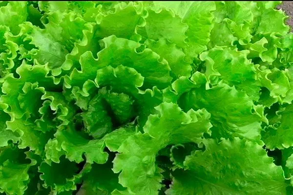 Представление о сорте