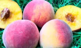 Вкус и назначение плодов