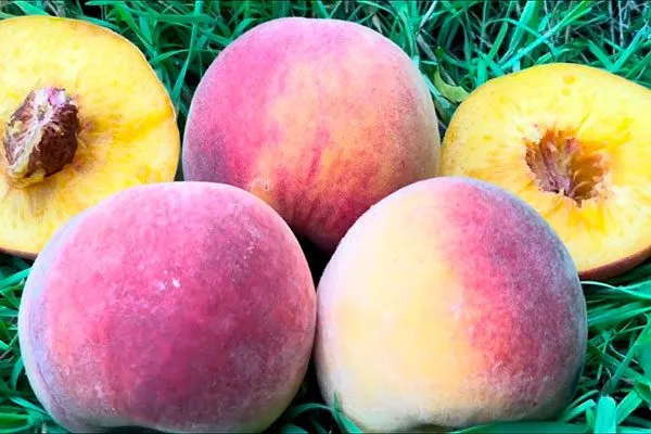 Вкус и назначение плодов