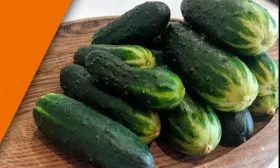 Описание и характеристика огурца Трюкач