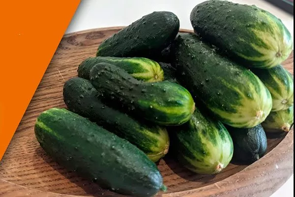 Описание и характеристика огурца Трюкач