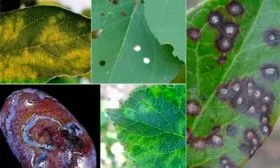 Методы борьбы и профилактики с болезнями и паразитами